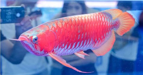 紅龍魚可以吃嗎|【紅龍魚可以吃嗎】怒炸「超貴紅龍魚」！貴婦火大：龍魚能吃。